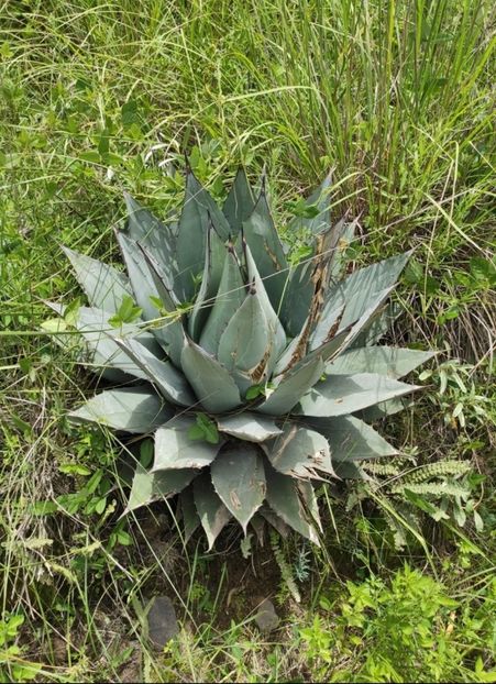  - Agave Applanata
