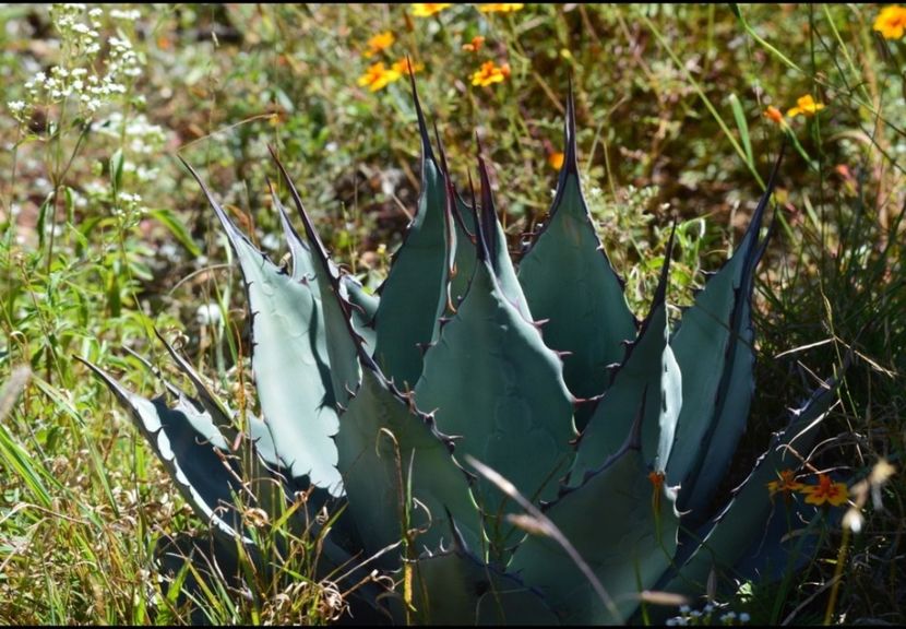  - Agave Applanata