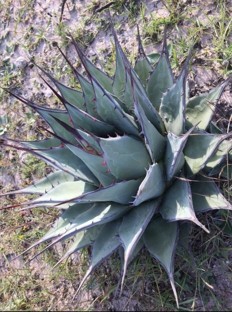  - Agave Applanata