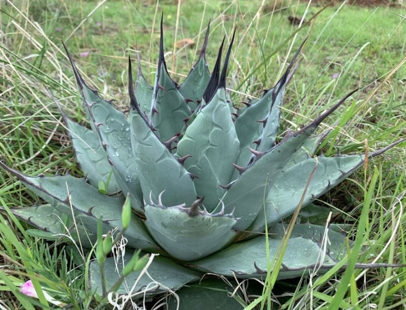  - Agave Applanata