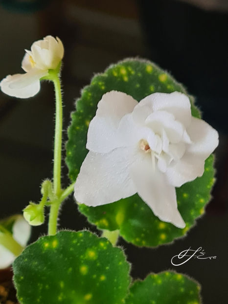  - SHN-Kosmicheskaya Feya