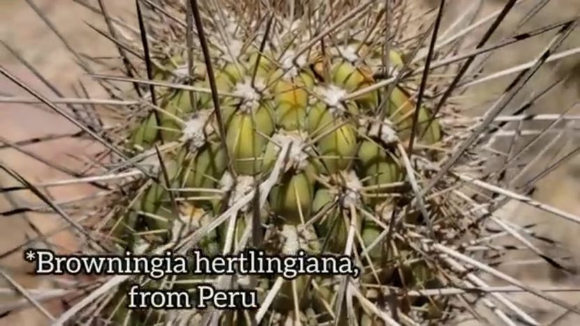 Screenshot_20240527-191859 - Plante Deșert