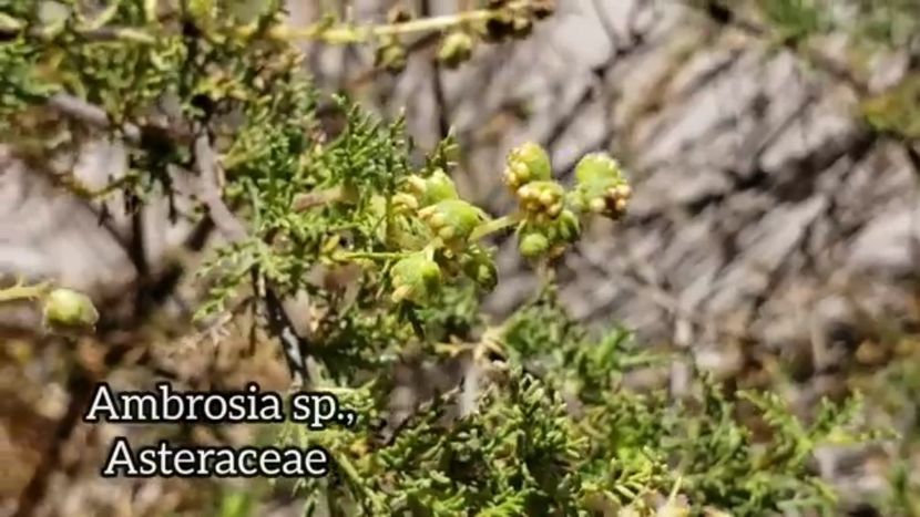 Screenshot_20240527-190410 - Plante Deșert