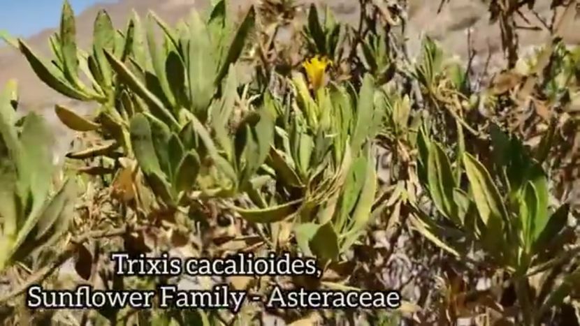 Screenshot_20240527-190030 - Plante Deșert