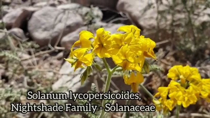 Screenshot_20240527-185921 - Plante Deșert