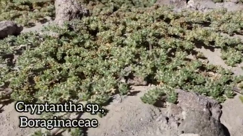 Screenshot_20240527-185831 - Plante Deșert