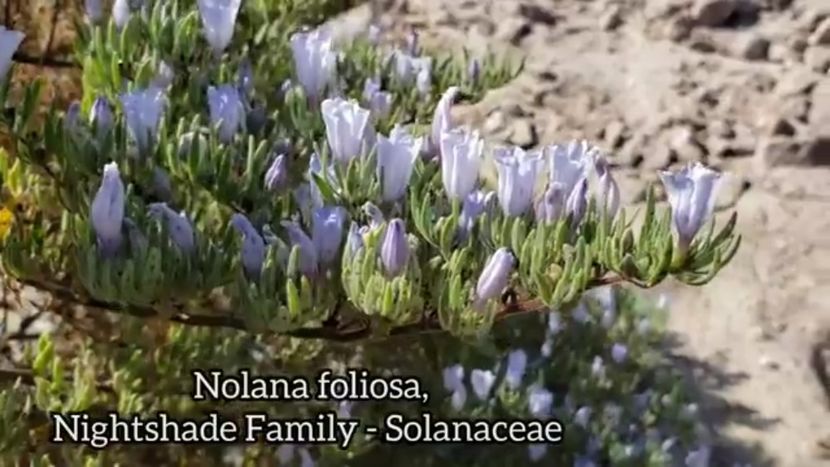 Screenshot_20240527-185728 - Plante Deșert