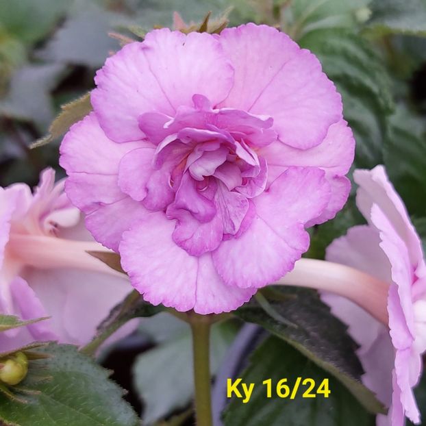 Img.2024.06.02 - Achi din semințe BriDs 2024