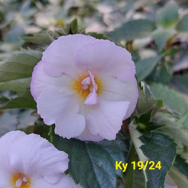 Img.2024.06.04 - Achi din semințe BriDs 2024