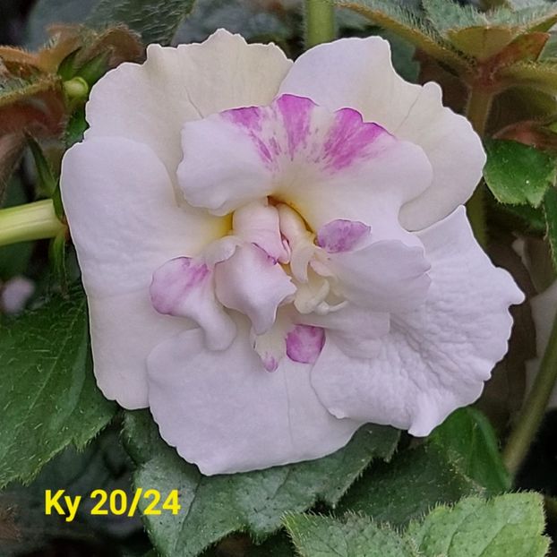 Img.2024.06.02 - Achi din semințe BriDs 2024