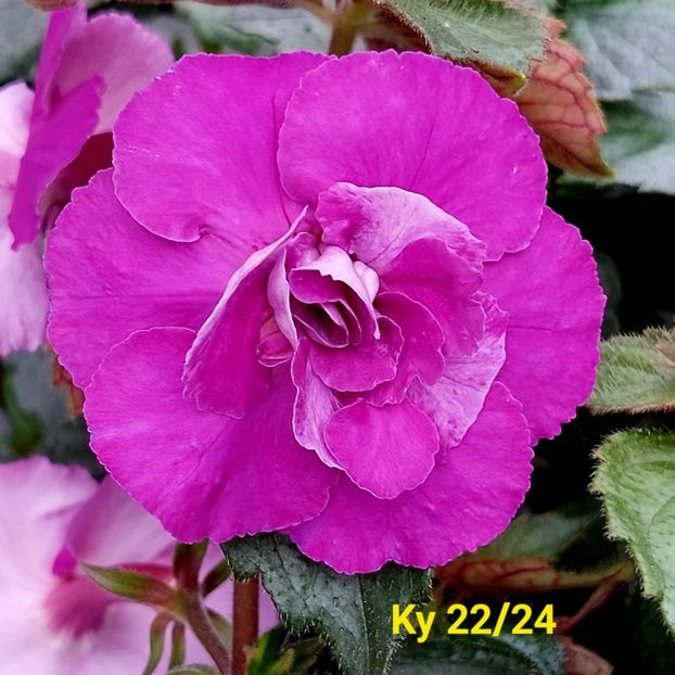 Img.2024.06.02 - Achi din semințe BriDs 2024