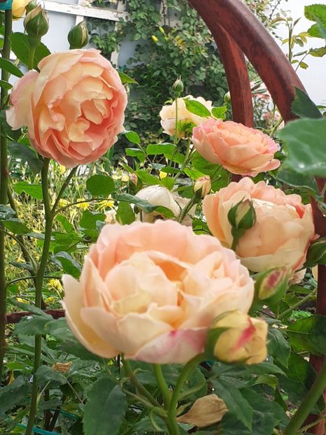  - Lady of Shallot 2021_ 2022