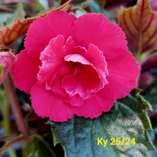 Img.2024.06.04 - Achi din semințe BriDs 2024