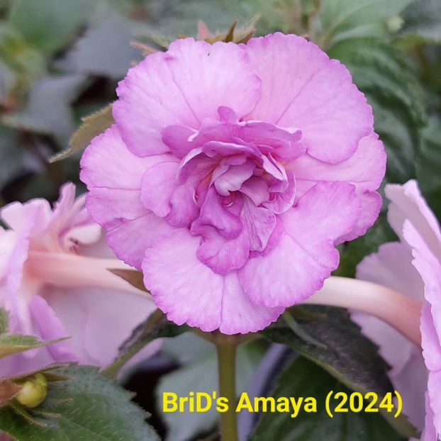 Img.2024.06.04 - Achi din semințe BriDs 2024