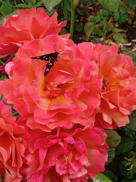  - Caffe - Easy Does It - Rapsody in Blue