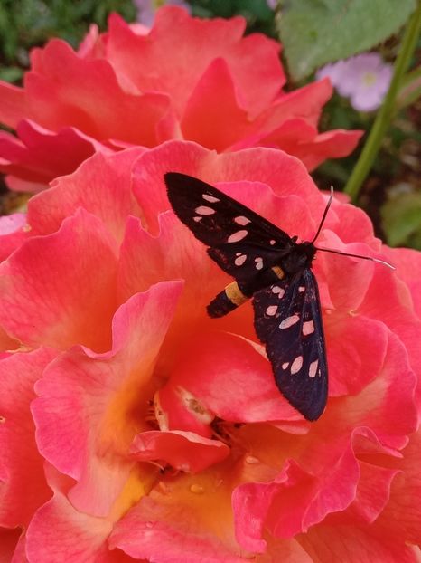  - Caffe - Easy Does It - Rapsody in Blue