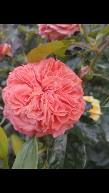  - Orangerie floribunda Kordes 2018-2019