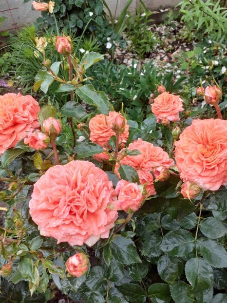  - Orangerie floribunda Kordes 2018-2019