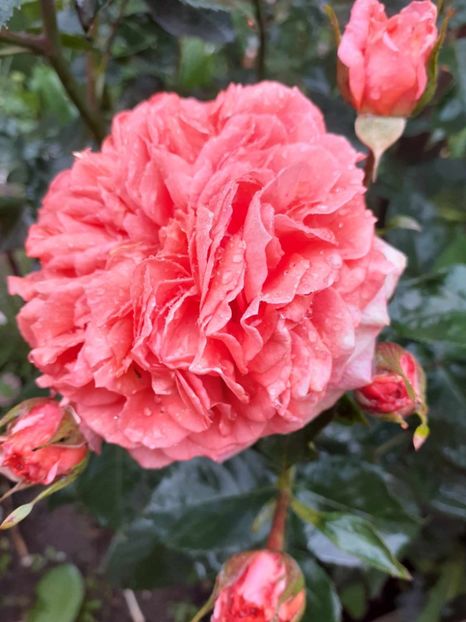  - Orangerie floribunda Kordes 2018-2019