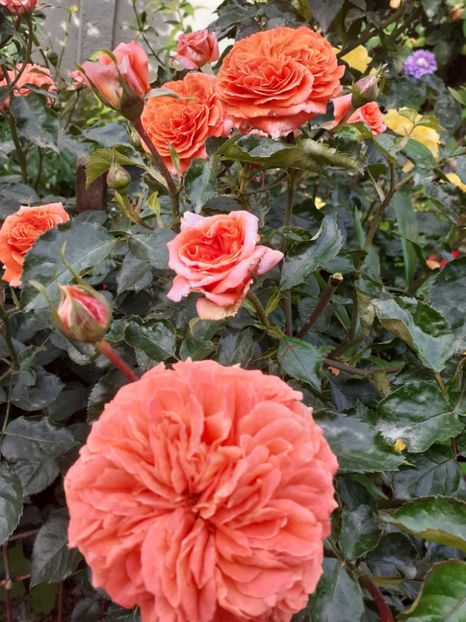  - Orangerie floribunda Kordes 2018-2019