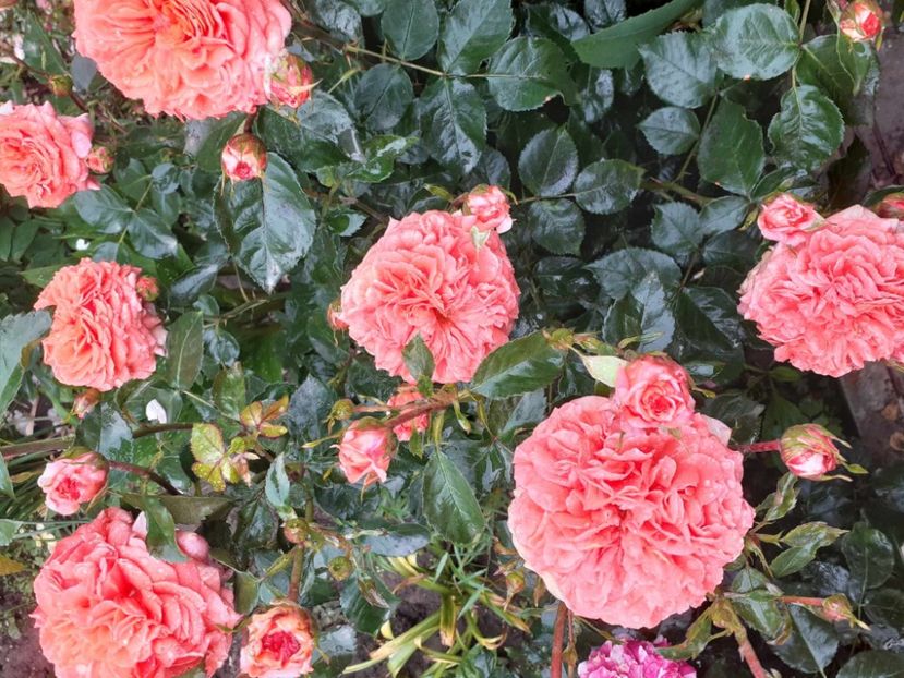  - Orangerie floribunda Kordes 2018-2019