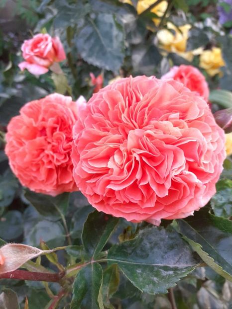  - Orangerie floribunda Kordes 2018-2019
