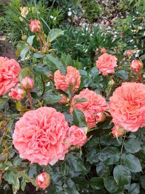  - Orangerie floribunda Kordes 2018-2019