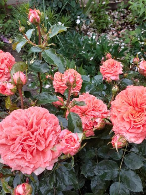  - Orangerie floribunda Kordes 2018-2019