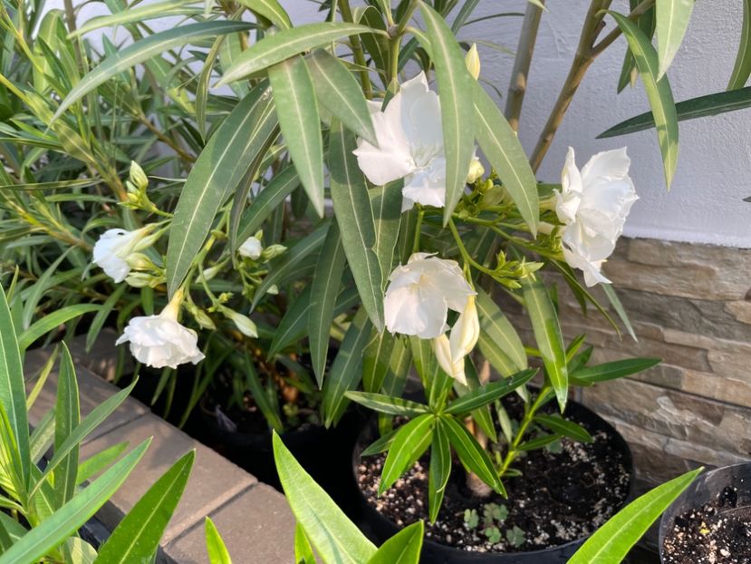  - 0006 - Leandri 2023-2024-2025