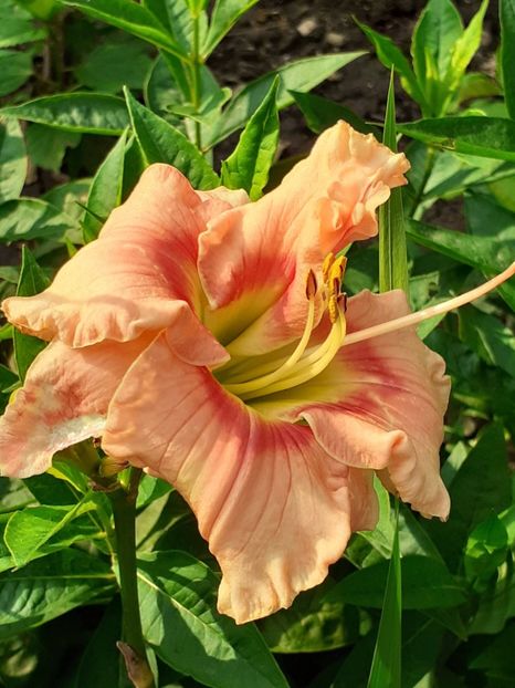  - 0001 HEMEROCALLIS - DELPHINUM