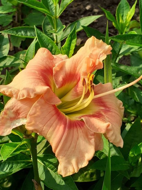  - 0001 HEMEROCALLIS - DELPHINUM
