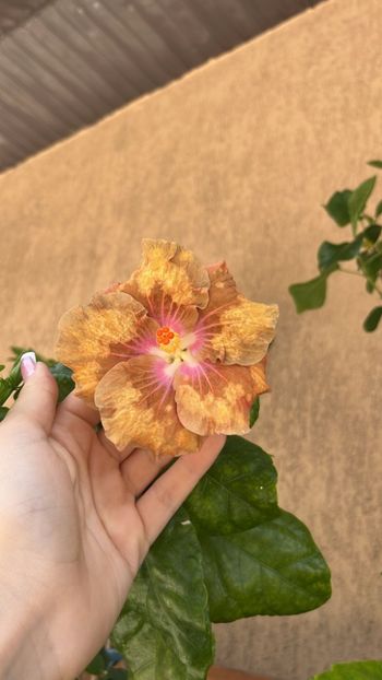 IMG-20240605-WA0000 - Hibi Bo Den Firefox