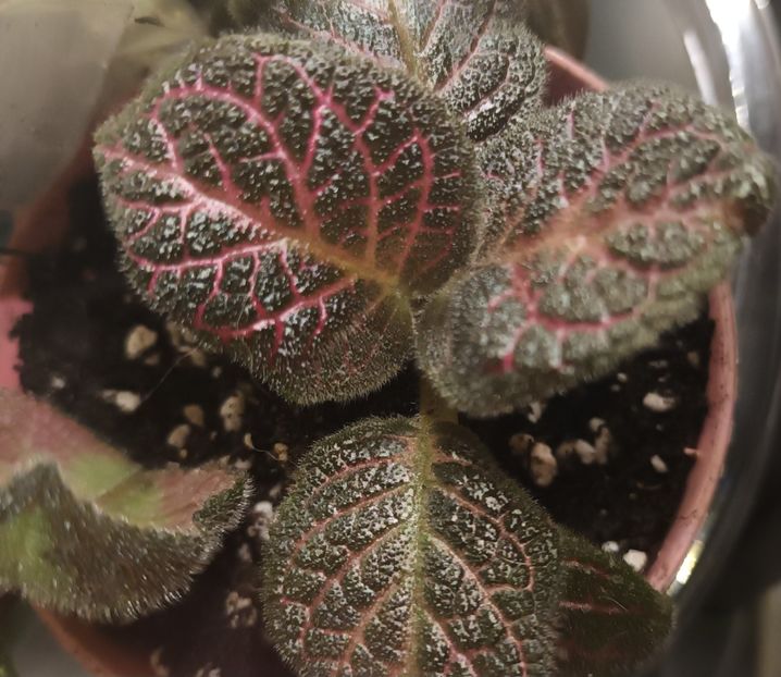  - Episcia - a opta minune a lumii