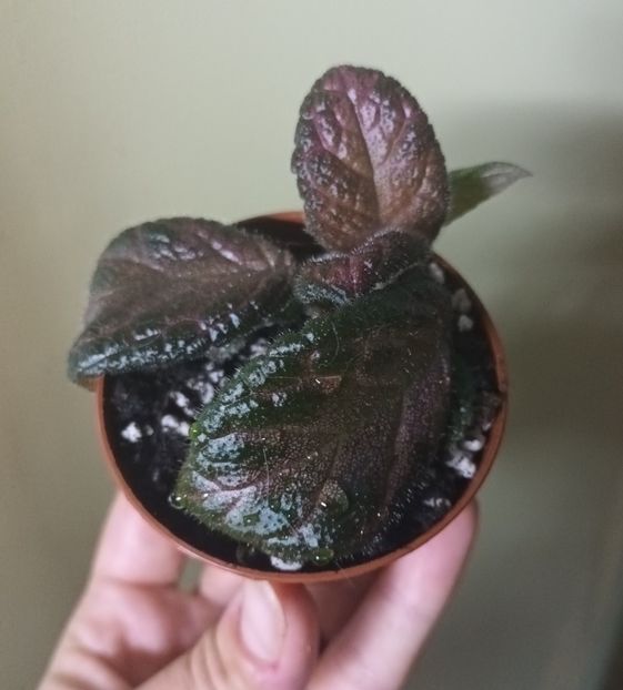 Pentru prima data in lume... ;) - Episcia - a opta minune a lumii