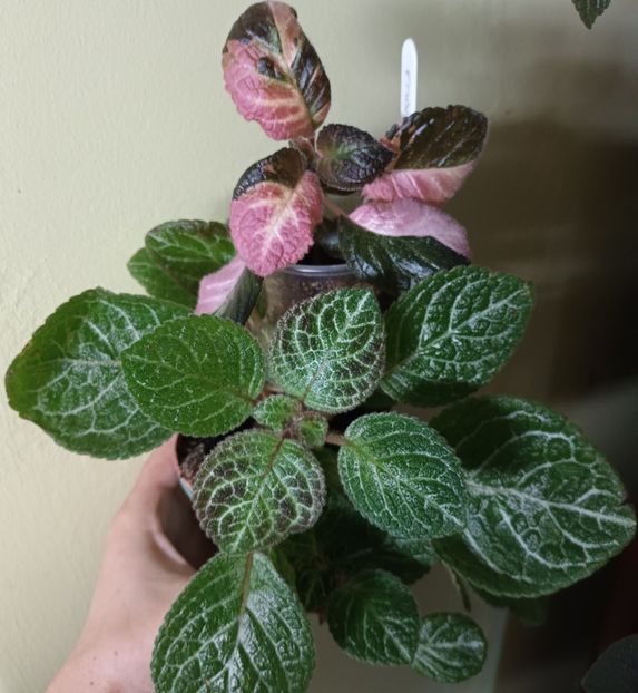  - Episcia - a opta minune a lumii