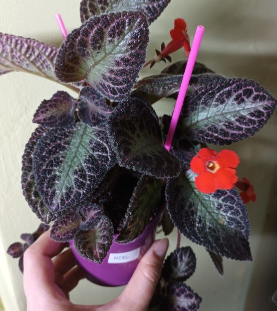 Noel - Episcia - a opta minune a lumii