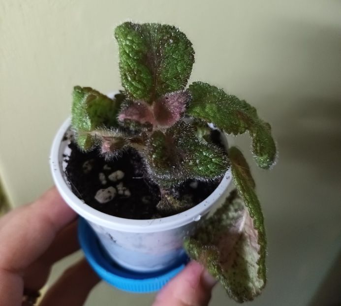 Asa da, se coloreaza Picasso! - Episcia - a opta minune a lumii