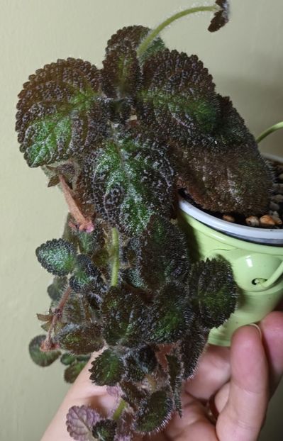 Din frunza de Pink Smoke. - Episcia - a opta minune a lumii