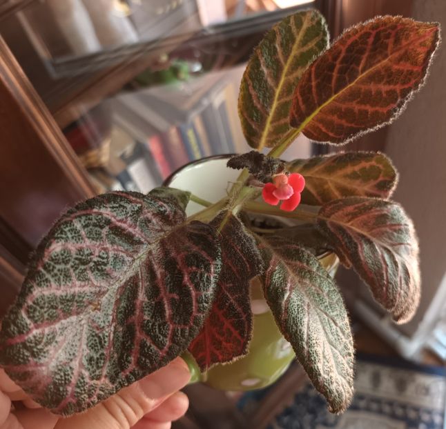 Kee Wee - Episcia - a opta minune a lumii