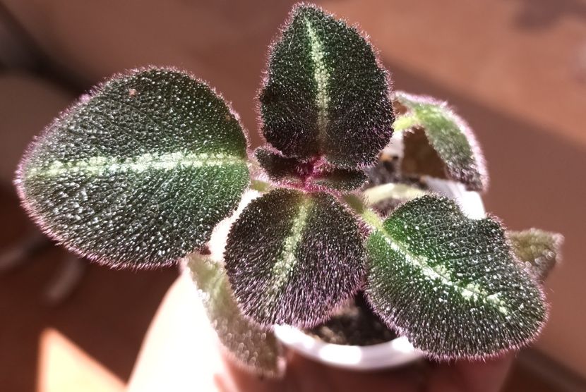 Ii ador perisorii colorati in mov. - Episcia - a opta minune a lumii