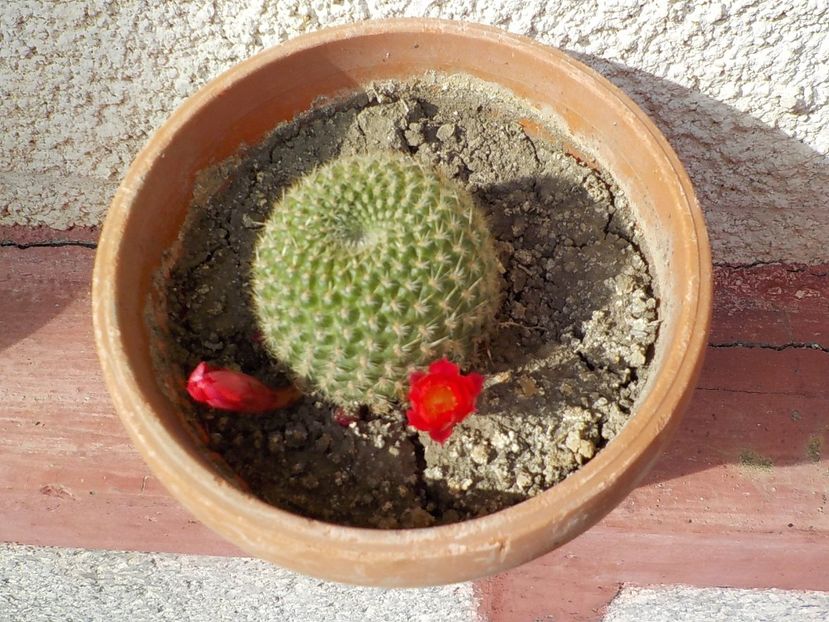  - rebutia minuscula