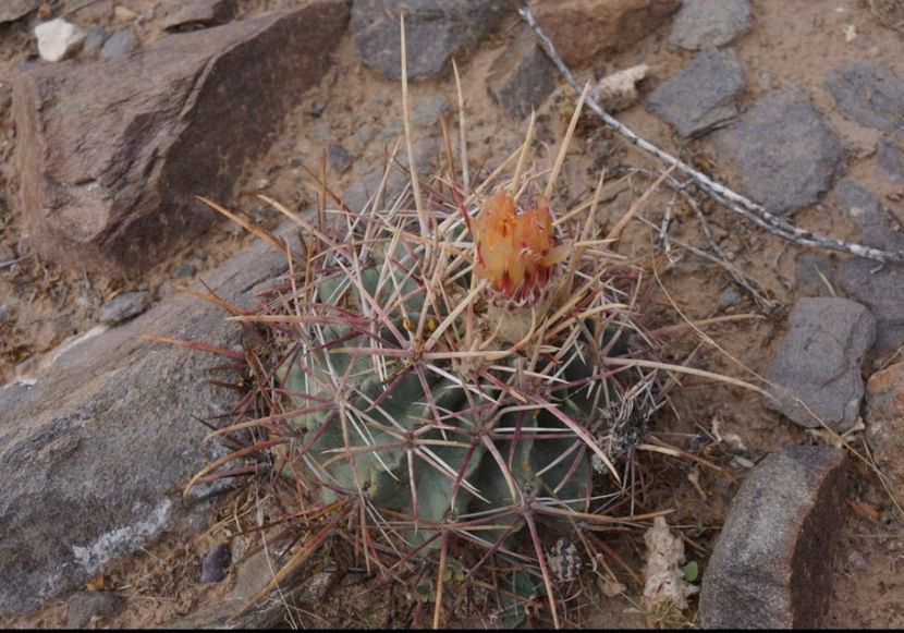  - Echinocactus Parryi