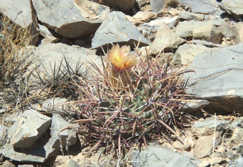  - Echinocactus Parryi