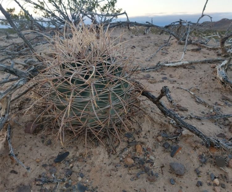  - Echinocactus Parryi