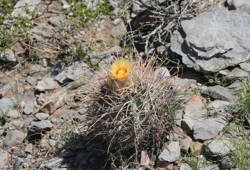  - Echinocactus Parryi