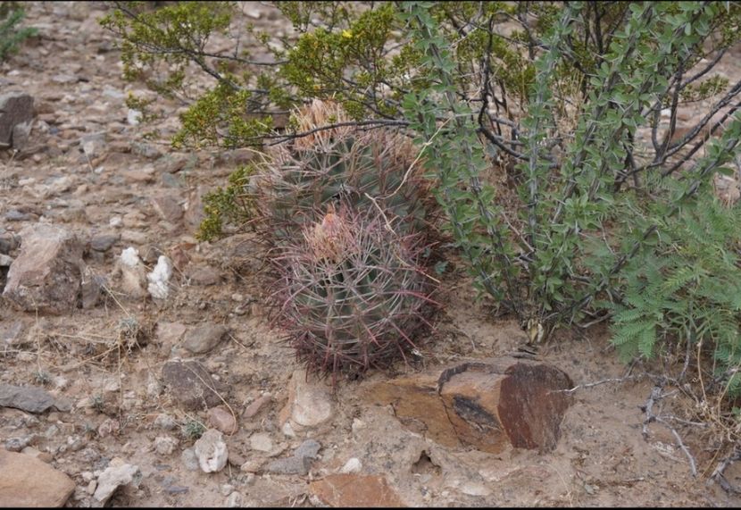  - Echinocactus Parryi