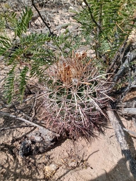  - Echinocactus Parryi