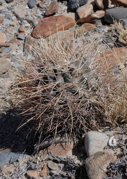  - Echinocactus Parryi