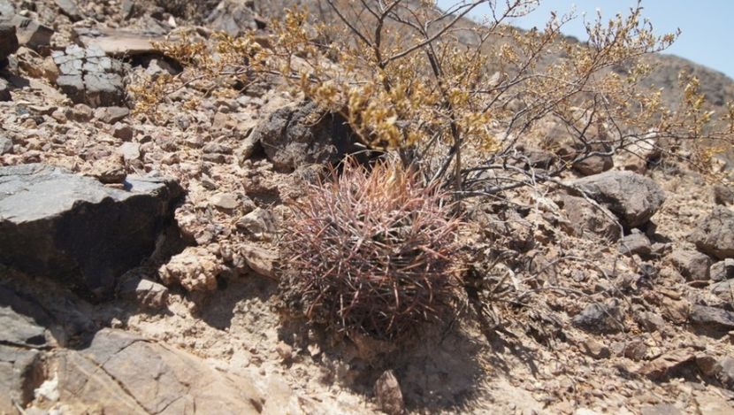  - Echinocactus Parryi