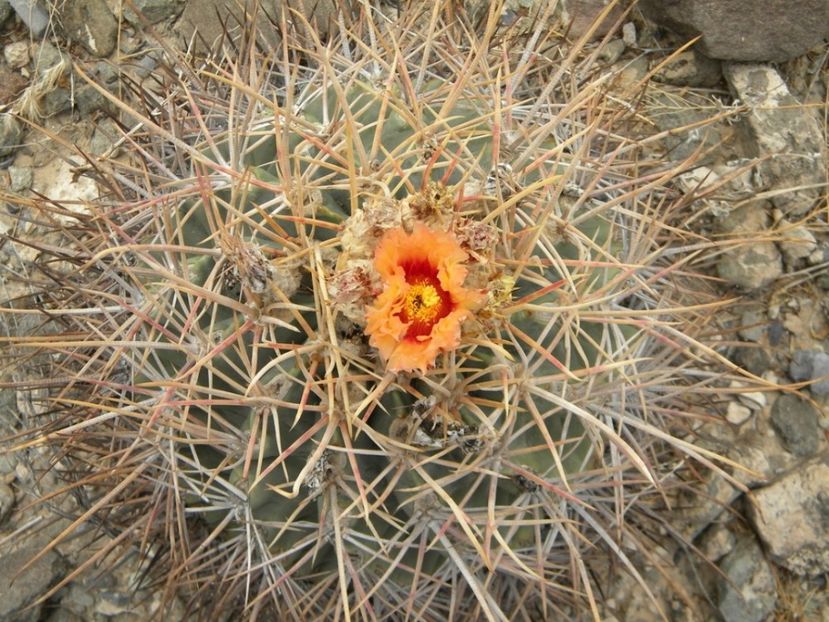  - Echinocactus Parryi